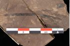 Foto (Detailansicht) von Poacites rigidus Heer (NHMW-GEO-2024-0188-0381)